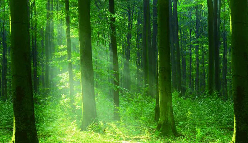 3.21 World Forest Day | Himonia Bio-based UV Wood Wax Oil Products